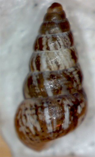 Piccolo gasteropode