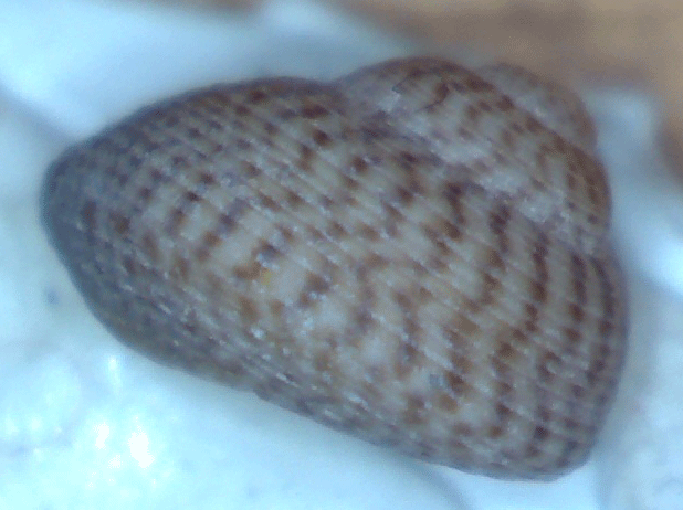 Gibbula da determinare