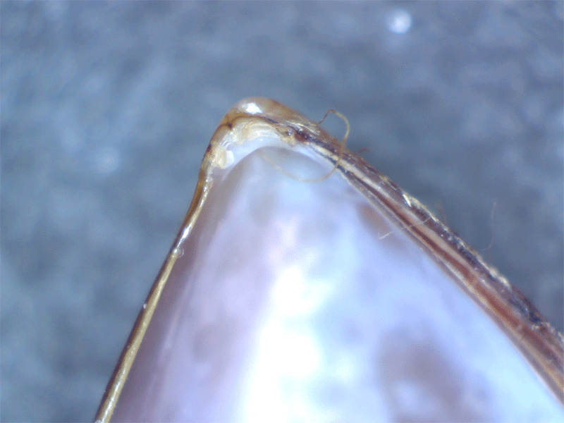 Mytilus galloprovincialis albino ?