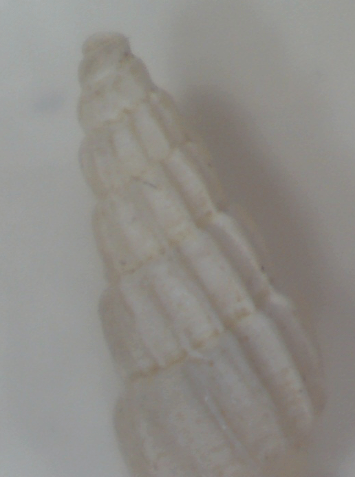 Altre due micro conchiglie