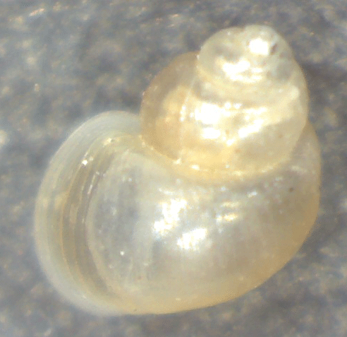 Piccolo gasteropode