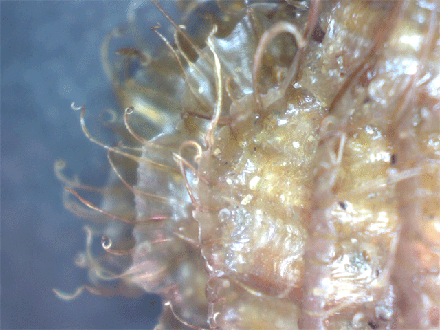 Gasteropode da determinare