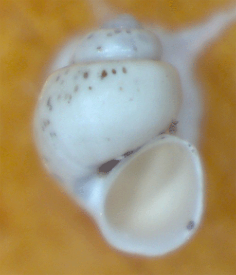 Piccolo gasteropode