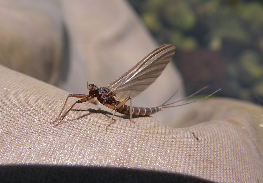 Habroleptoides confusa del Fiume Tevere (AR)