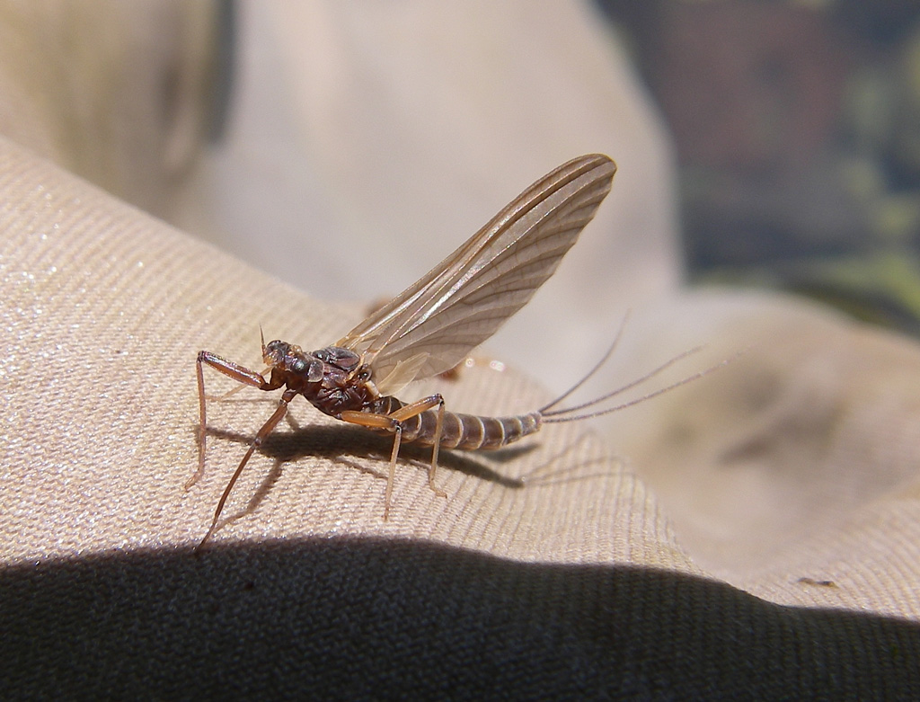 Habroleptoides confusa del Fiume Tevere (AR)