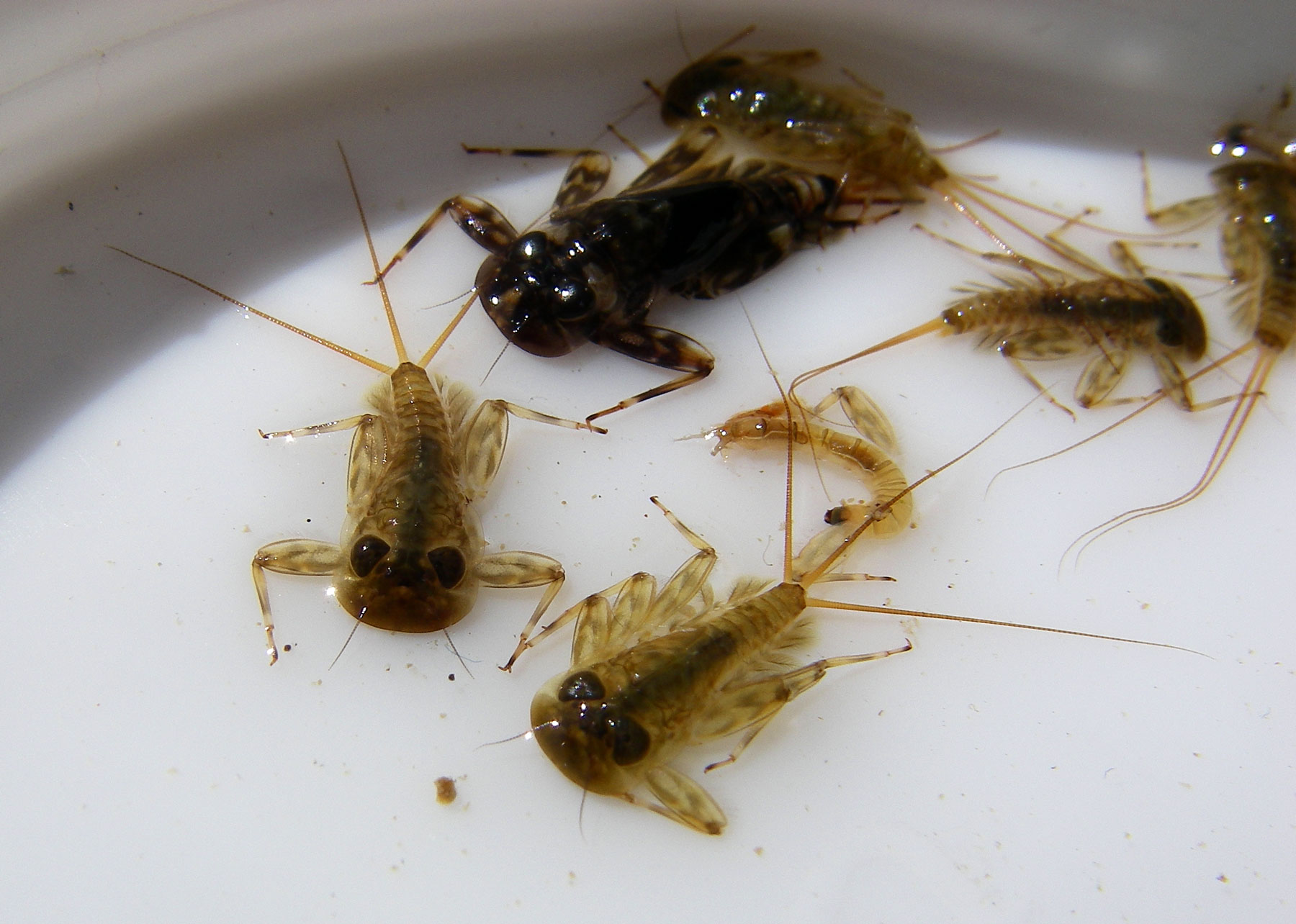 Ninfe di Heptageniidae del fiume Kupa - Croazia