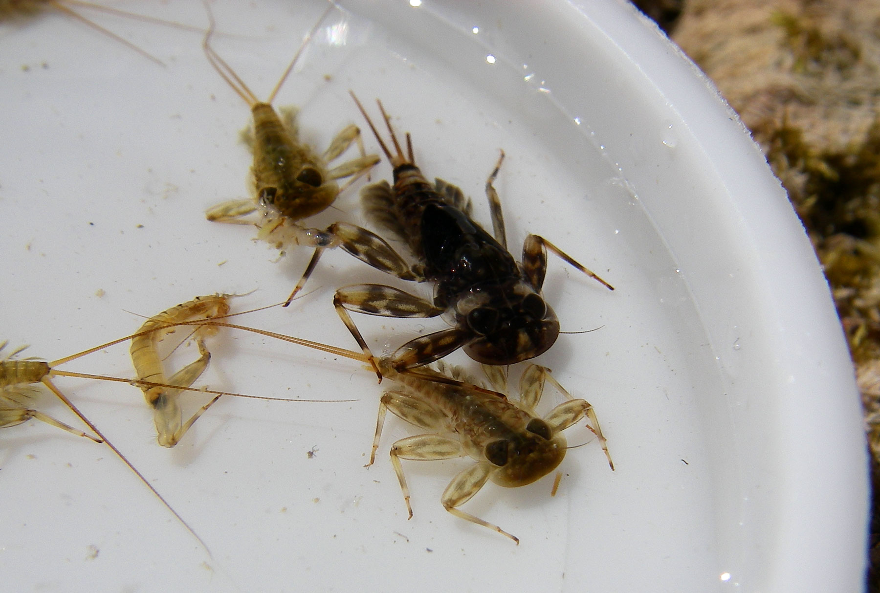 Ninfe di Heptageniidae del fiume Kupa - Croazia