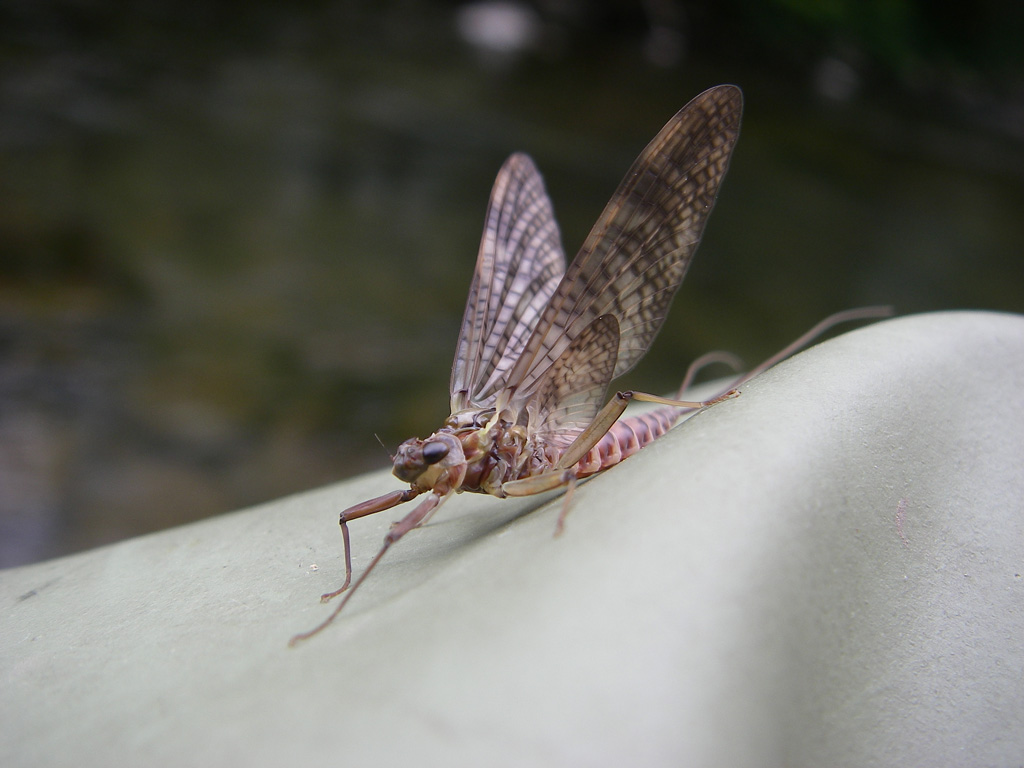Ecdyonurus venosus del Fiume Solano (AR)