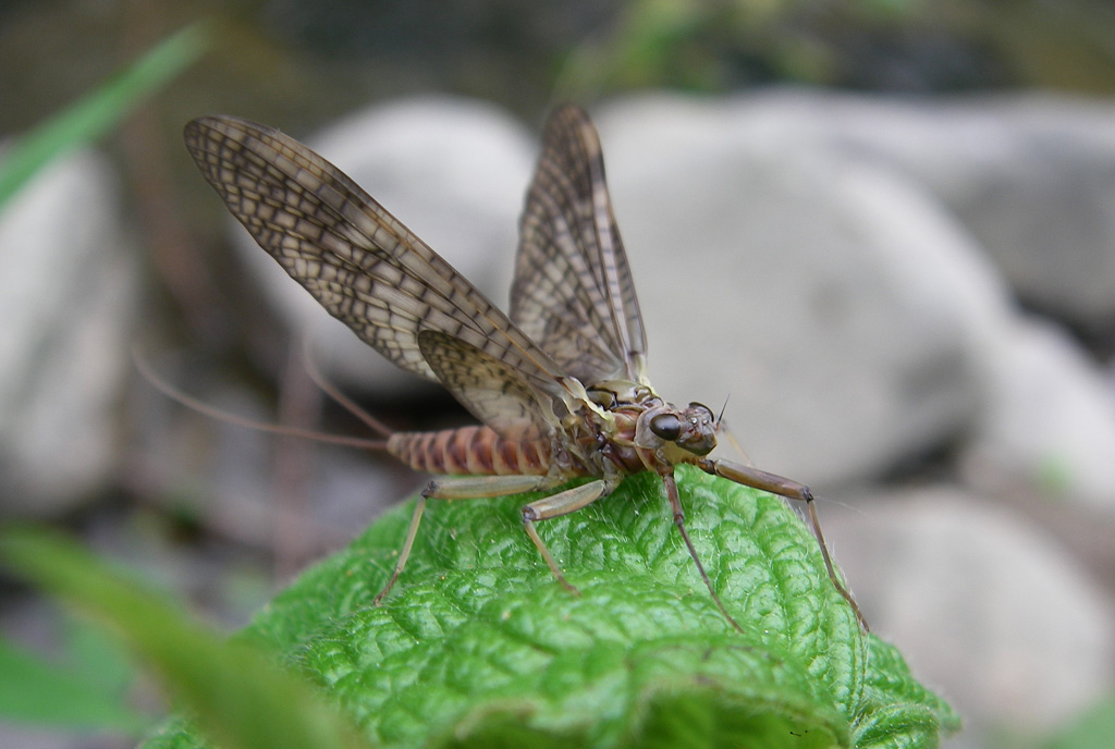 Ecdyonurus venosus del Fiume Solano (AR)