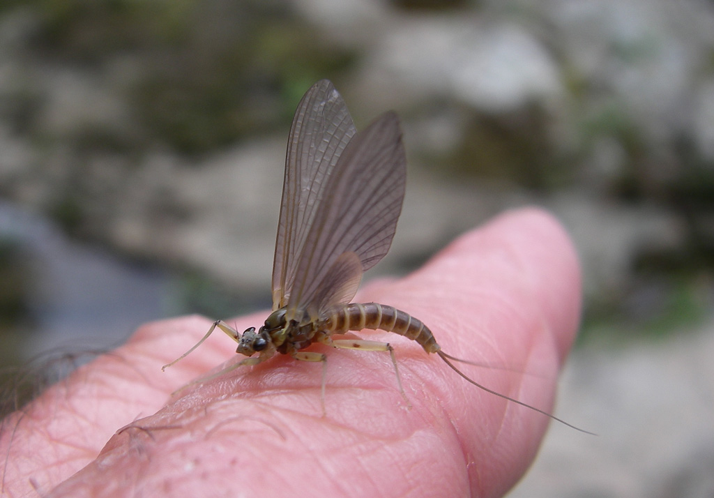 Rhithrogena del Fiume Solano (AR)