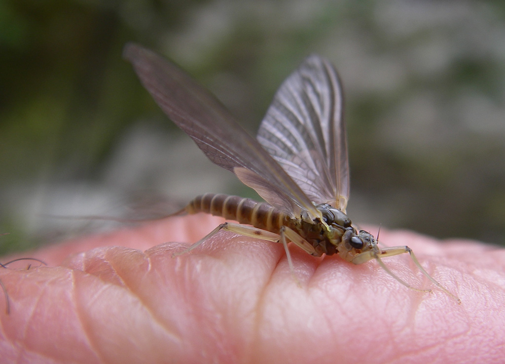 Rhithrogena del Fiume Solano (AR)