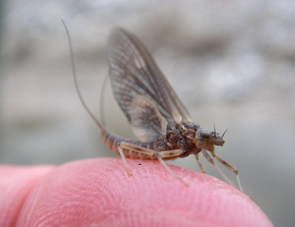 Rhithrogena Subimago female - Fiume Piave - Belluno