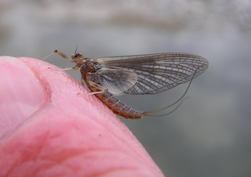 Rhithrogena Subimago female - Fiume Piave - Belluno