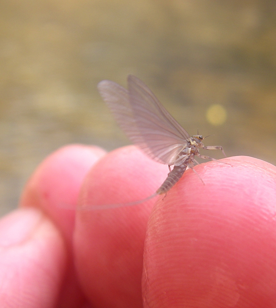 Baetis rhodani subimago. Fiume Piave - Perarolo di Cadore
