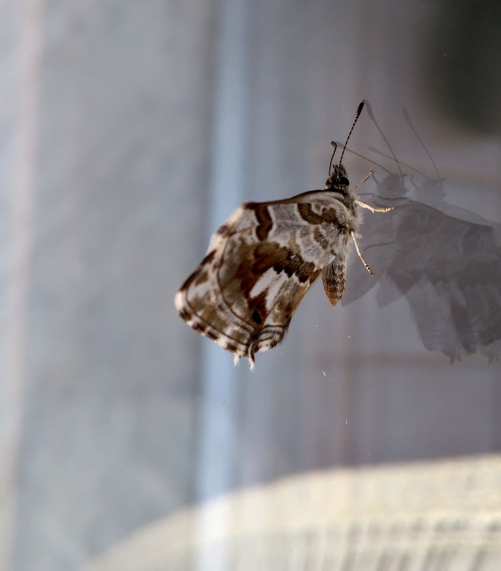 Cacyreus marshalli (Lycaenidae)