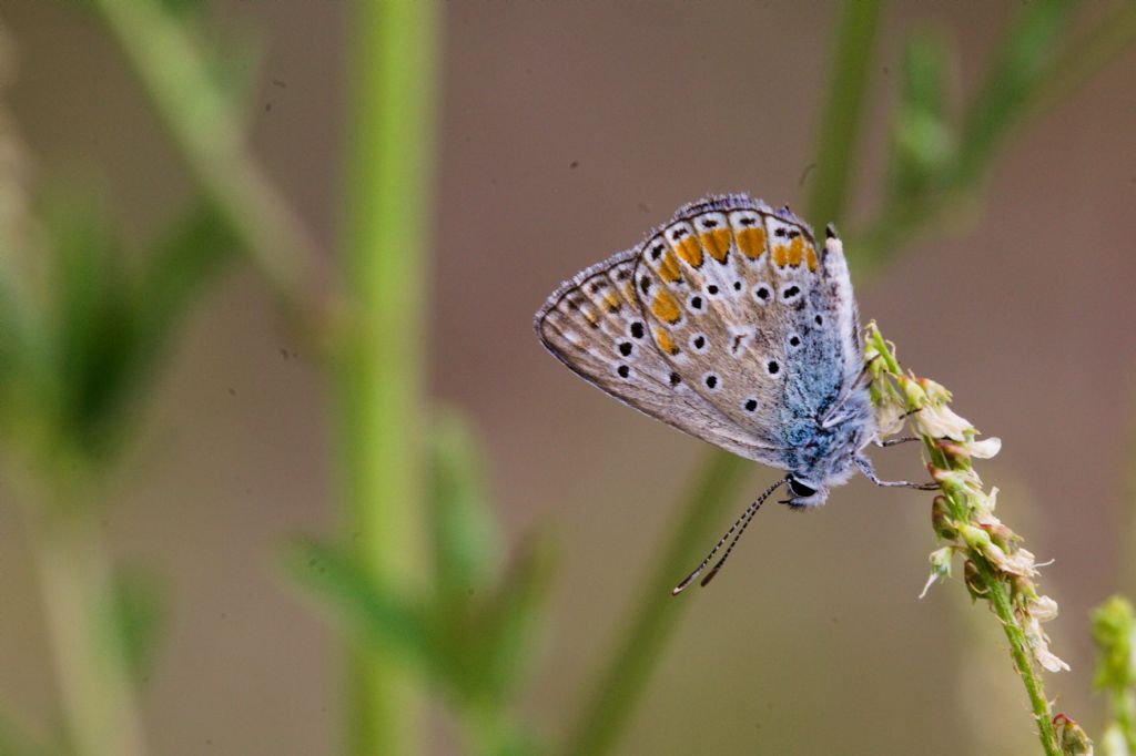 Polyommatus icarus? Polyommatus icarus o P. thersites, maschio