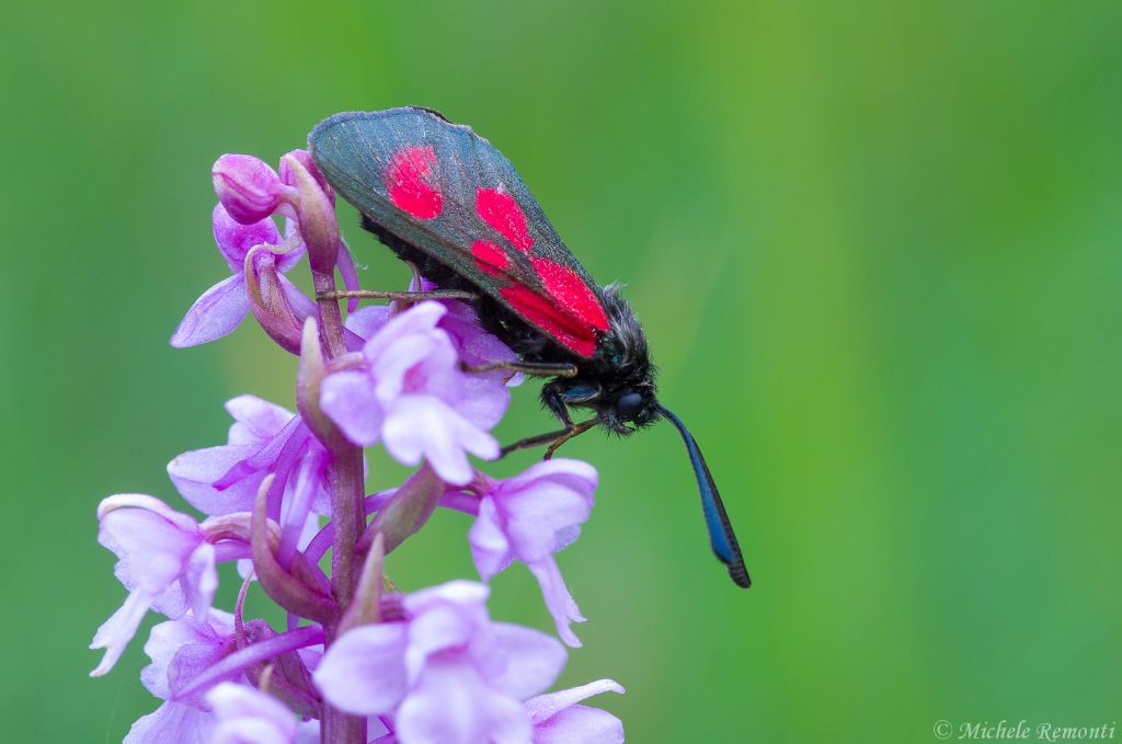 Identificazione Zygaenidae
