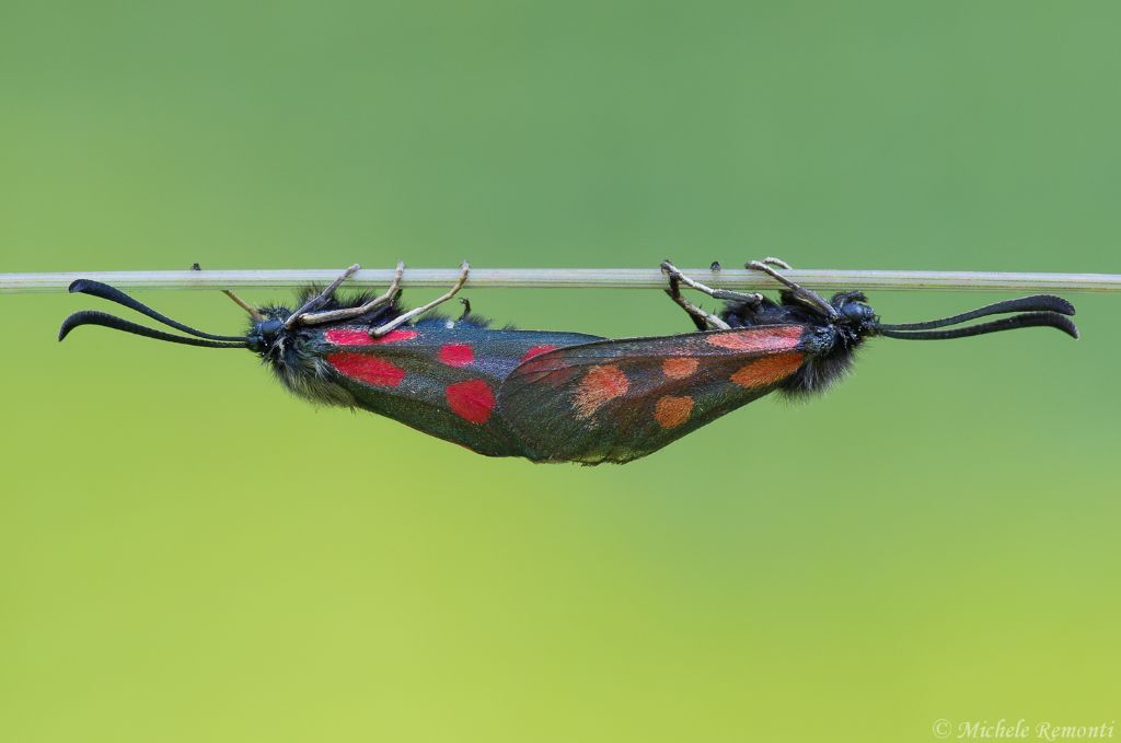 Identificazione Zygaenidae