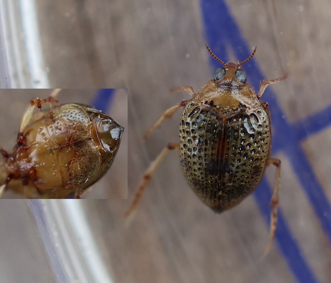 Haliplidae