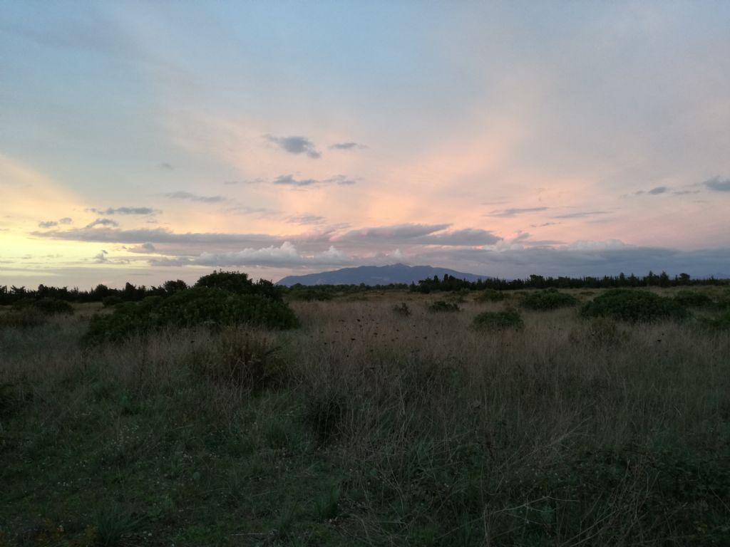 Isola di Pianosa: Cornacchie che spostano ghiande?