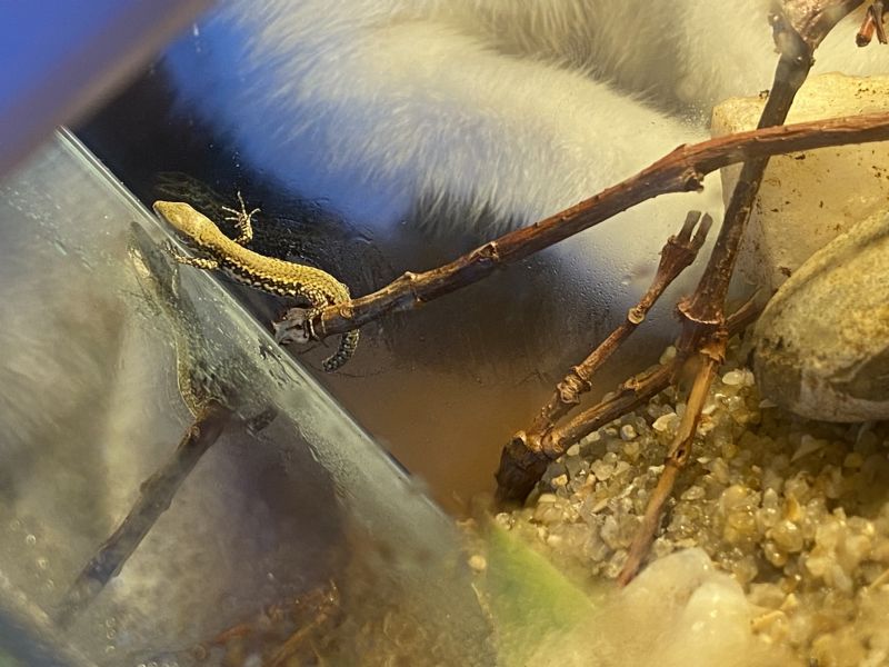 Lucertola maschio o femmina?  Lucertola campestre (Podarcis siculus)