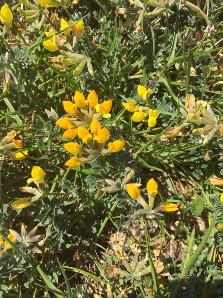 Pianta da determinare:  Lotus cfr. cytisoides  (Fabaceae)