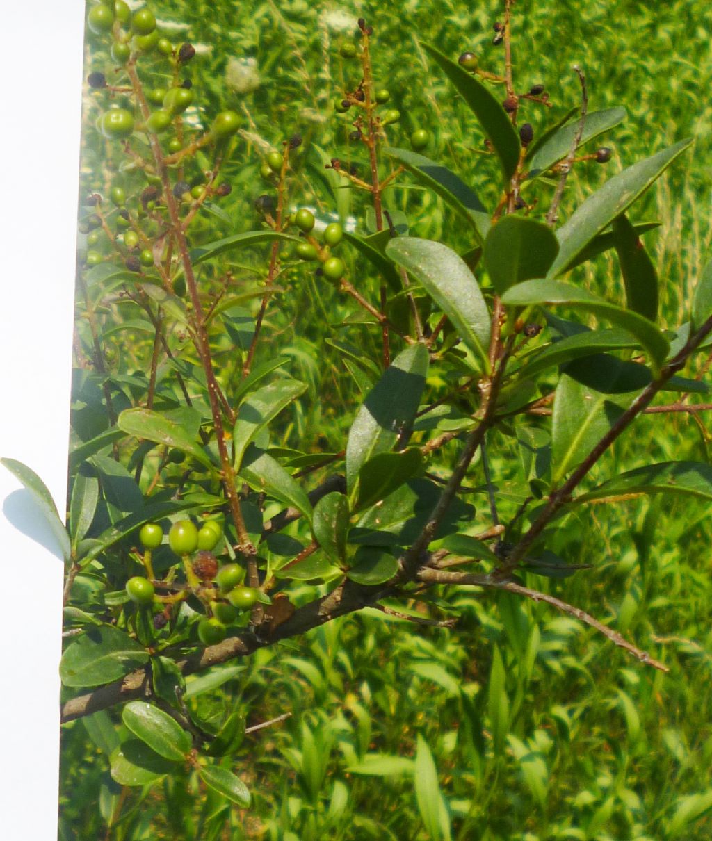 Ligustrum sp. (Oleaceae)