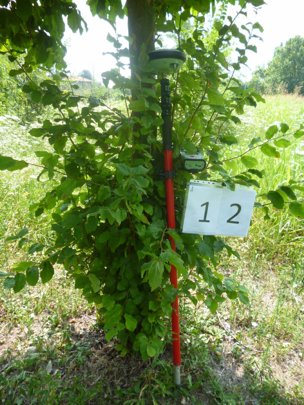Parrotia persica (Hamamelidaceae)