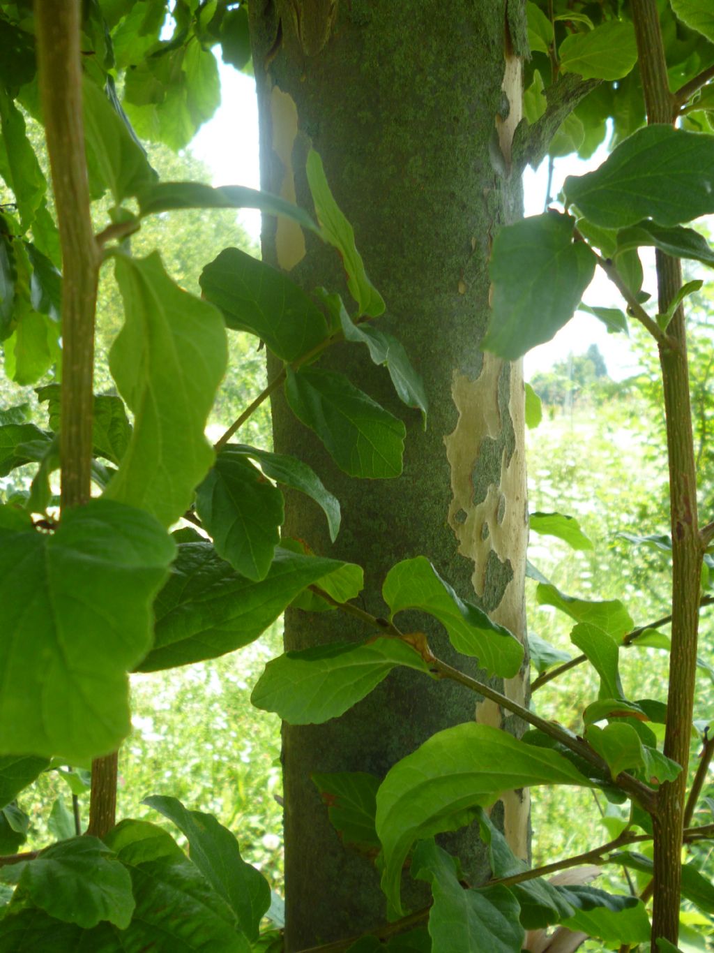 Parrotia persica (Hamamelidaceae)