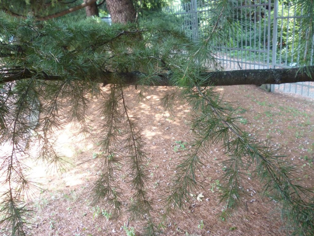 Cedrus deodara...???