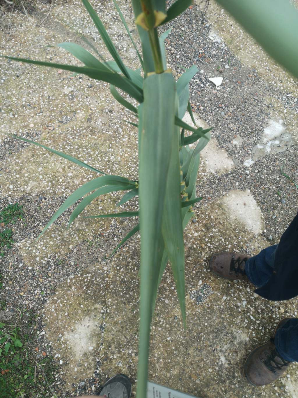 Identificazione canna