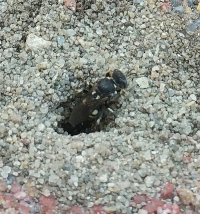 Cosa sono?  Crabonidae: Oxybelus sp.