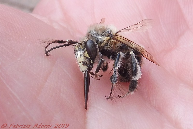 Identificazione impollinatore:  Apidae Anthophorinae: Anthophora sp., maschio