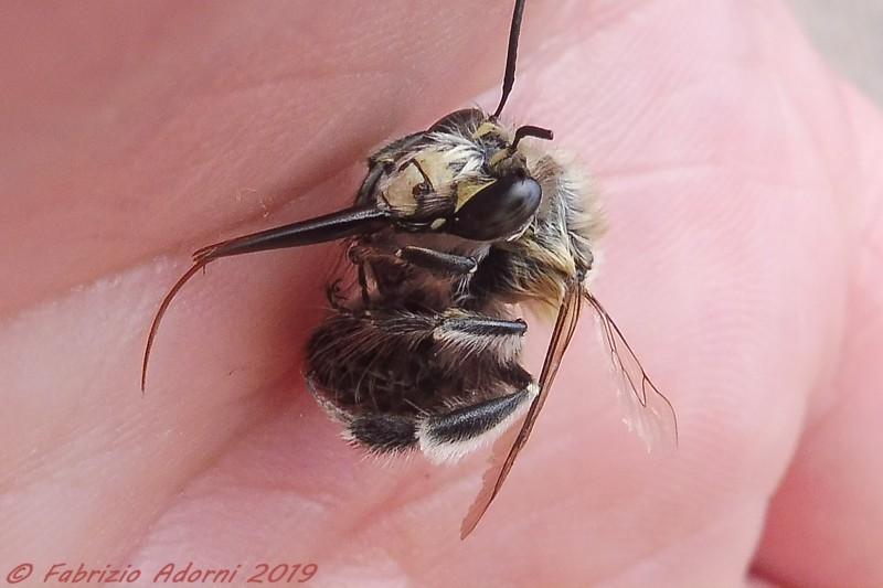 Identificazione impollinatore:  Apidae Anthophorinae: Anthophora sp., maschio