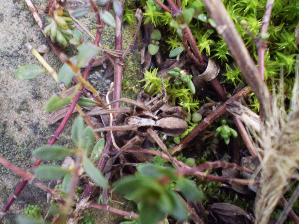 Alopecosa striatipes - Fiume Serio (BG)