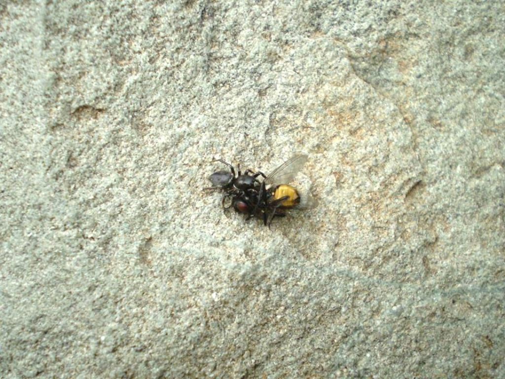 Heliophanus sp. - Val Gerola (SO)