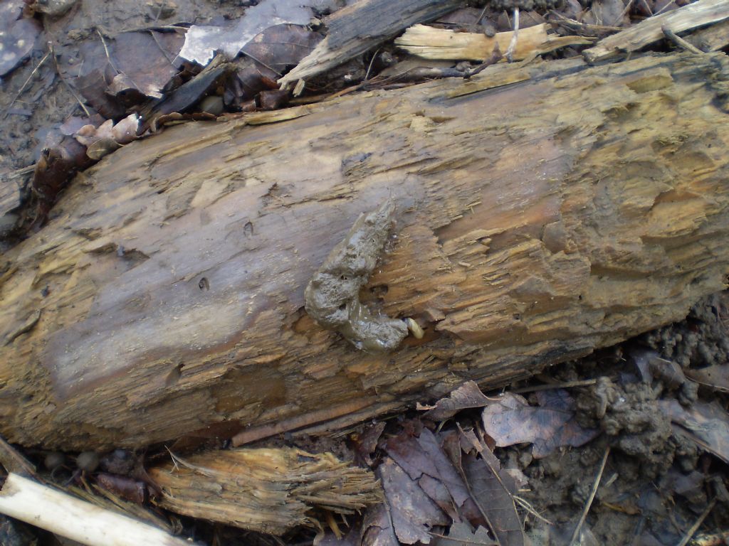 Identificazione feci