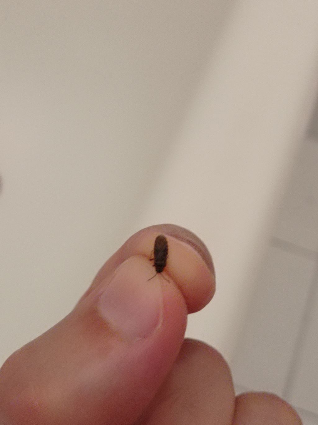 Individuazione insetto