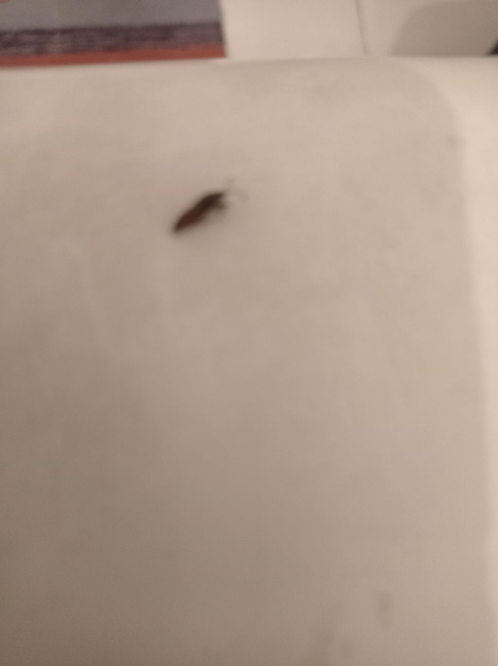 Individuazione insetto