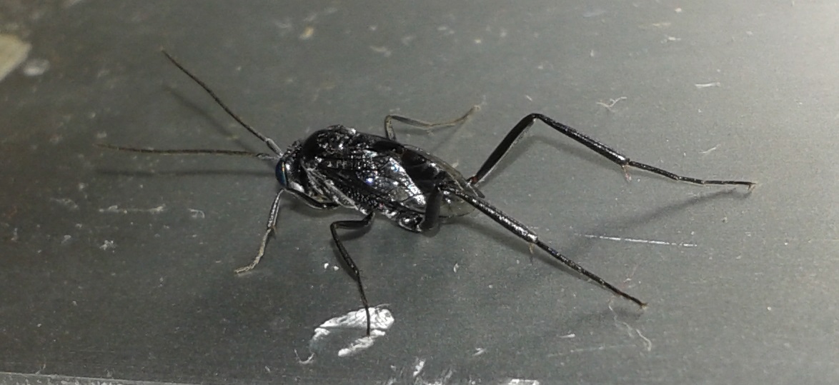 Evaniidae dalla Spagna:  Evania sp.