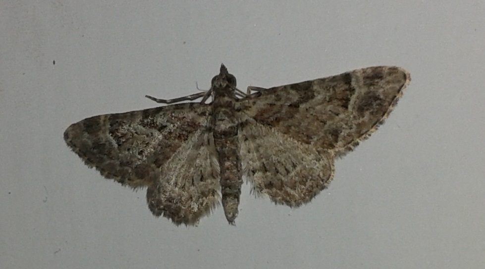 Da identificare - Gymnoscelis rufifasciata, Geometridae
