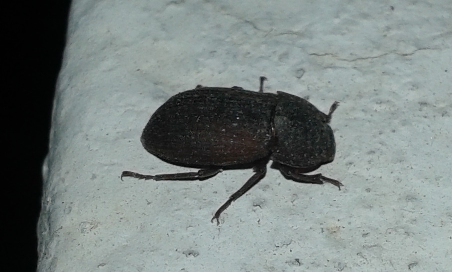 Opatrum italicum (cf.) - Tenebrionidae