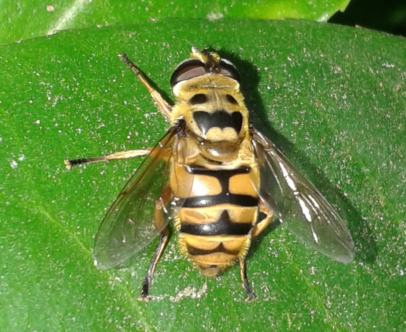 Myathropa florea