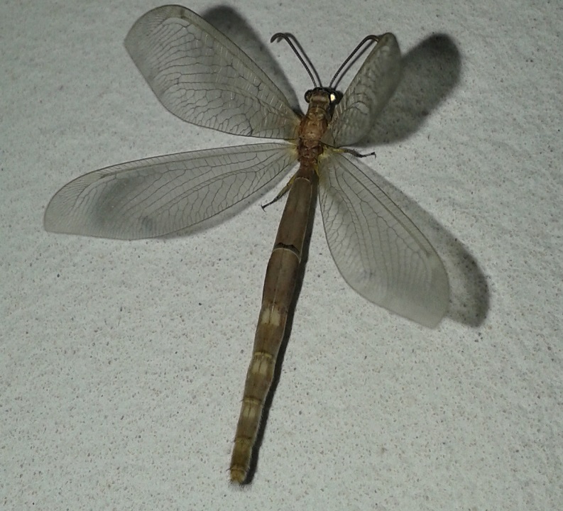 Distoleon tetragrammicus, maschio (Myrmeleontidae)