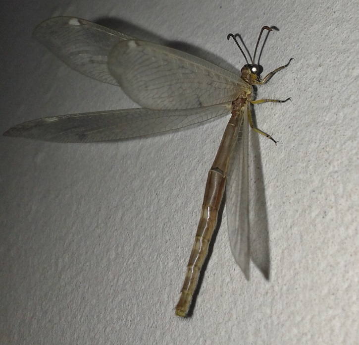 Distoleon tetragrammicus, maschio (Myrmeleontidae)