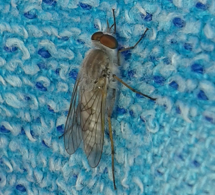 Acrosathe annulata m. (Therevidae)