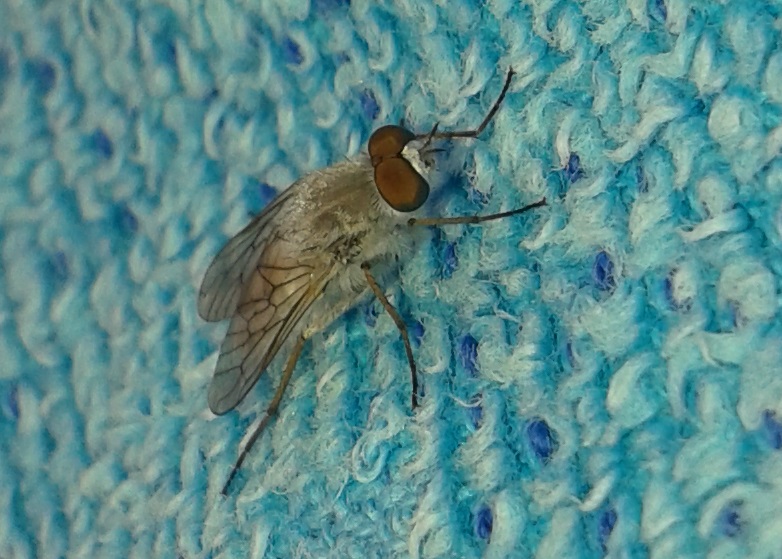 Acrosathe annulata m. (Therevidae)