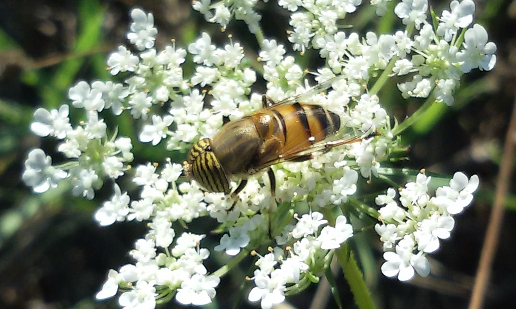 Eristalinus taeniops maschio