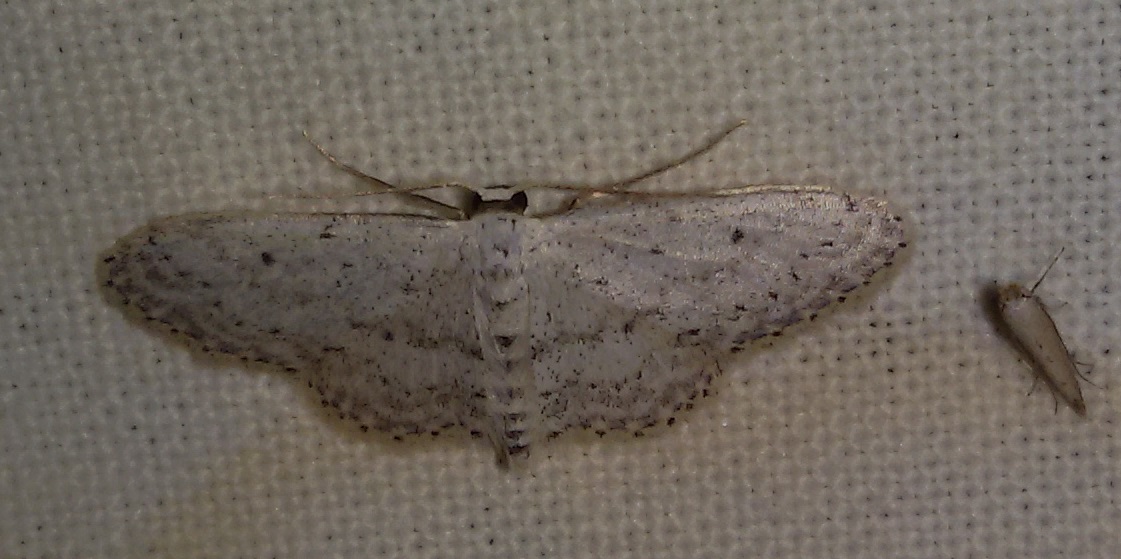 Idaea seriata? S