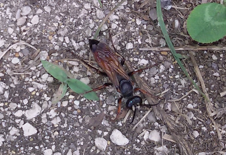 Sphex da identificare: Sphex funerarius, femmina